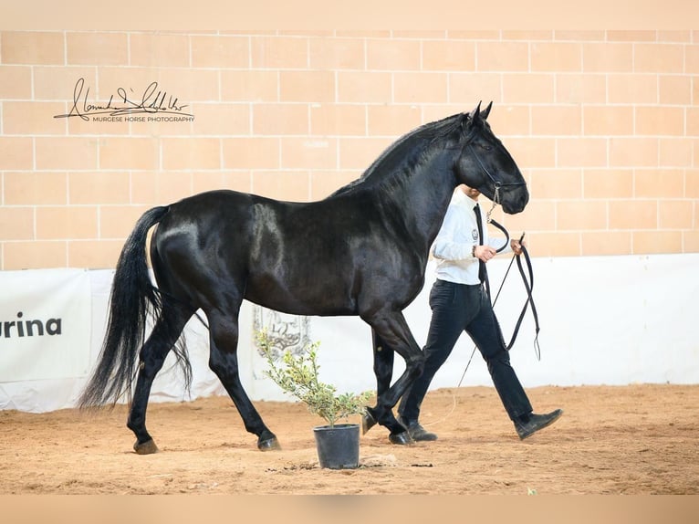 Murgese Ogier 3 lat 155 cm Kara in Martina Franca