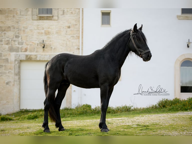 Murgese Ogier 3 lat 155 cm Kara in Martina Franca