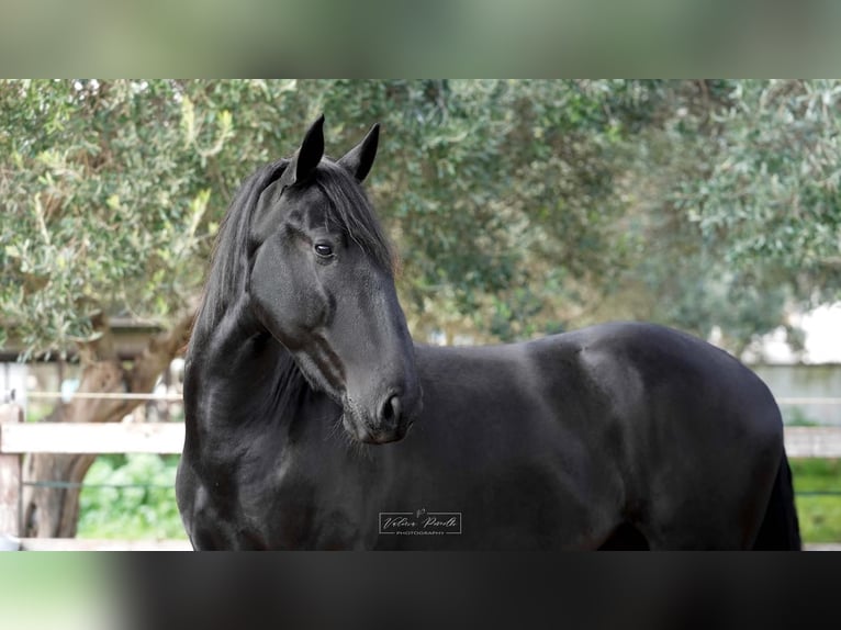 Murgese Ogier 3 lat 155 cm Kara in Martina Franca