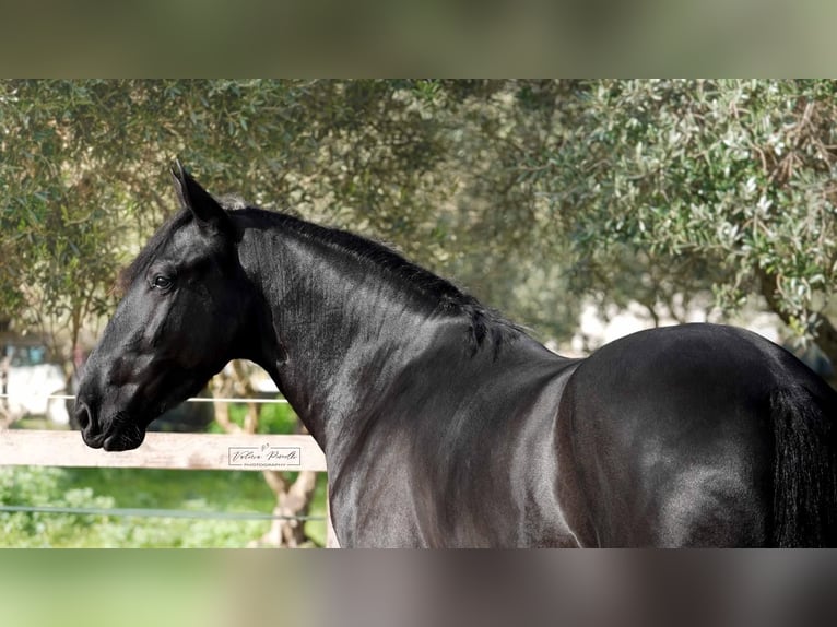 Murgese Ogier 3 lat 155 cm Kara in Martina Franca