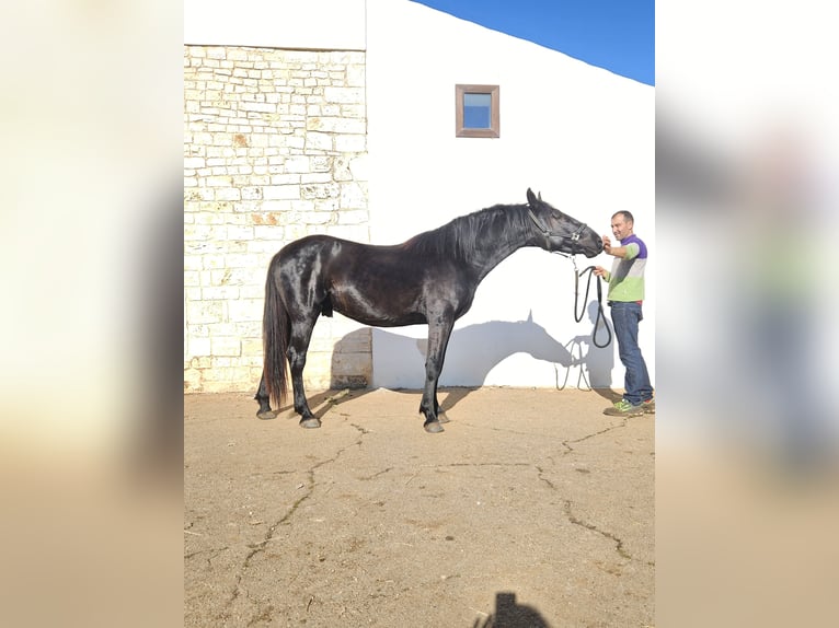 Murgese Ogier 3 lat 157 cm Kara in Murgia