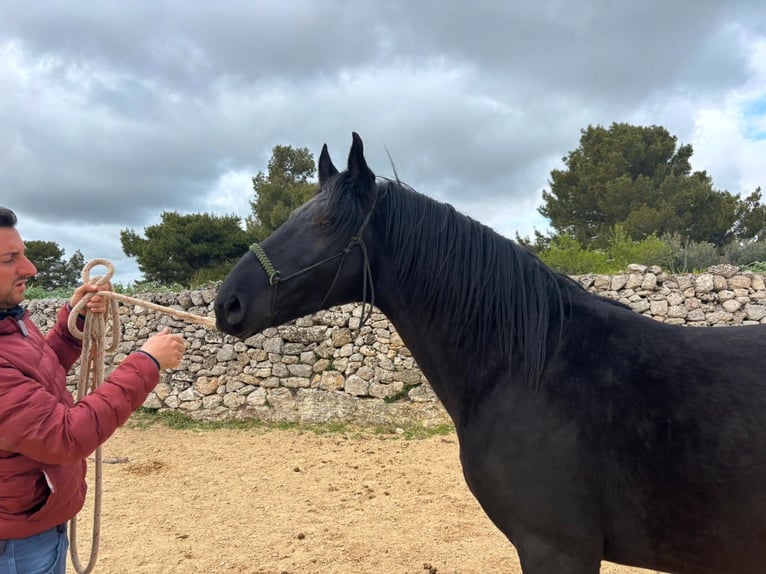 Murgese Ogier 3 lat 158 cm Kara in Martina Franca