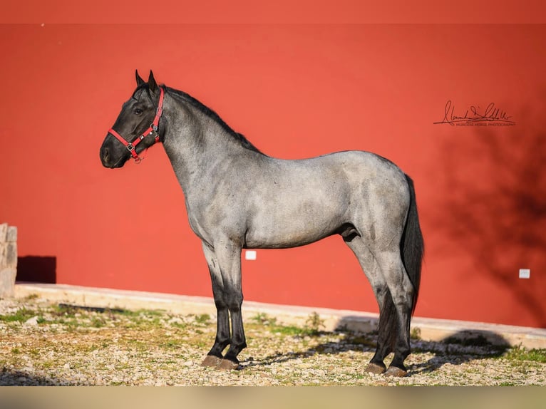 Murgese Ogier 3 lat 158 cm Karodereszowata in Martina Franca