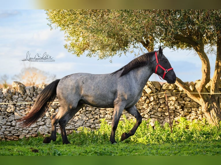 Murgese Ogier 3 lat 158 cm Karodereszowata in Martina Franca