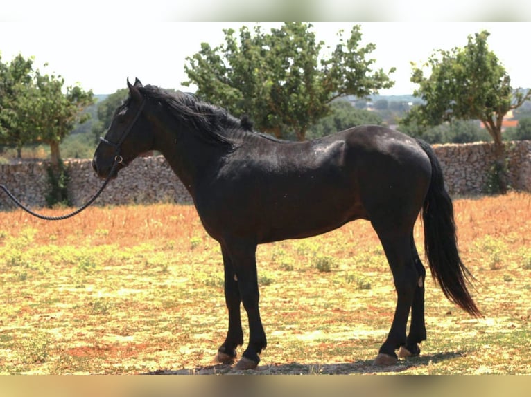 Murgese Ogier 3 lat 163 cm Kara in Martina Franca