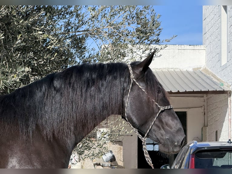 Murgese Ogier 3 lat 164 cm Kara in Martina Franca