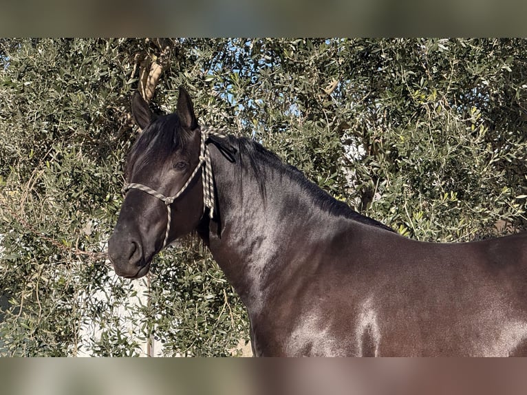 Murgese Ogier 3 lat 164 cm Kara in Martina Franca