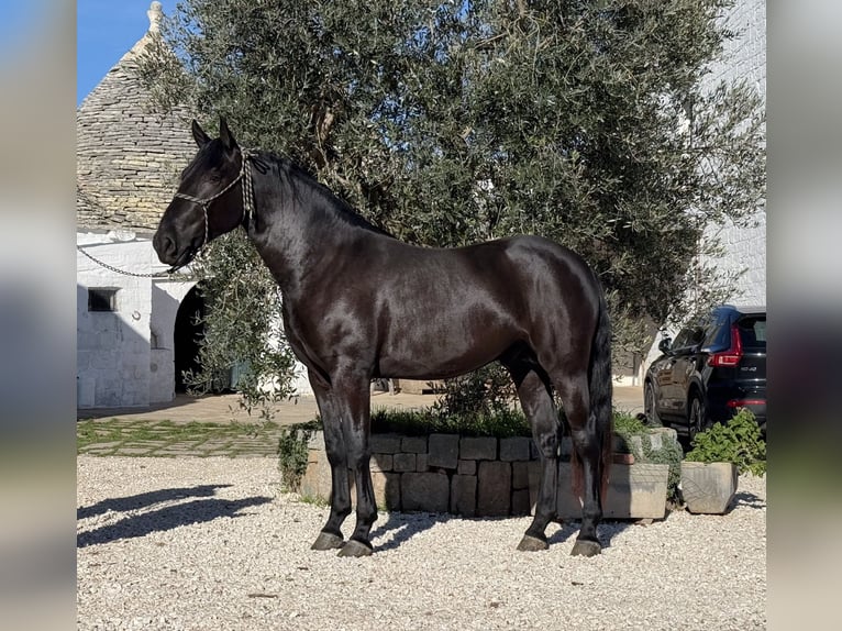 Murgese Ogier 3 lat 164 cm Kara in Martina Franca