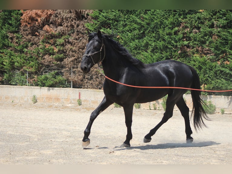 Murgese Ogier 3 lat 165 cm Kara in Martina Franca