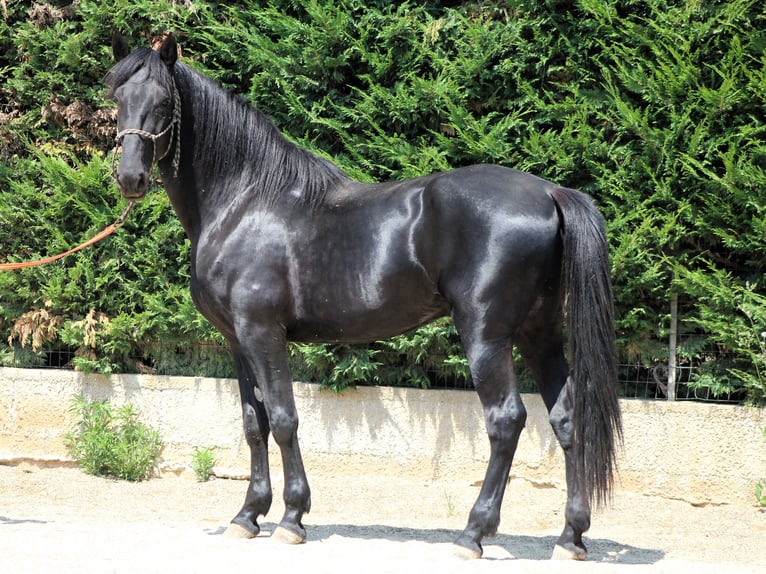 Murgese Ogier 3 lat 165 cm Kara in Martina Franca