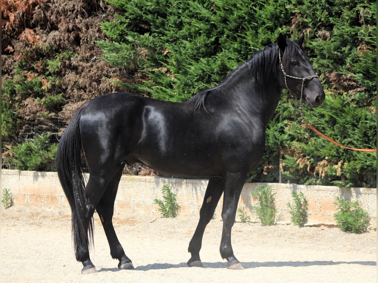 Murgese Ogier 3 lat 165 cm Kara in Martina Franca