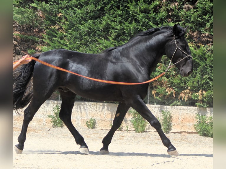 Murgese Ogier 3 lat 165 cm Kara in Martina Franca