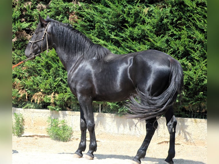 Murgese Ogier 3 lat 165 cm Kara in Martina Franca