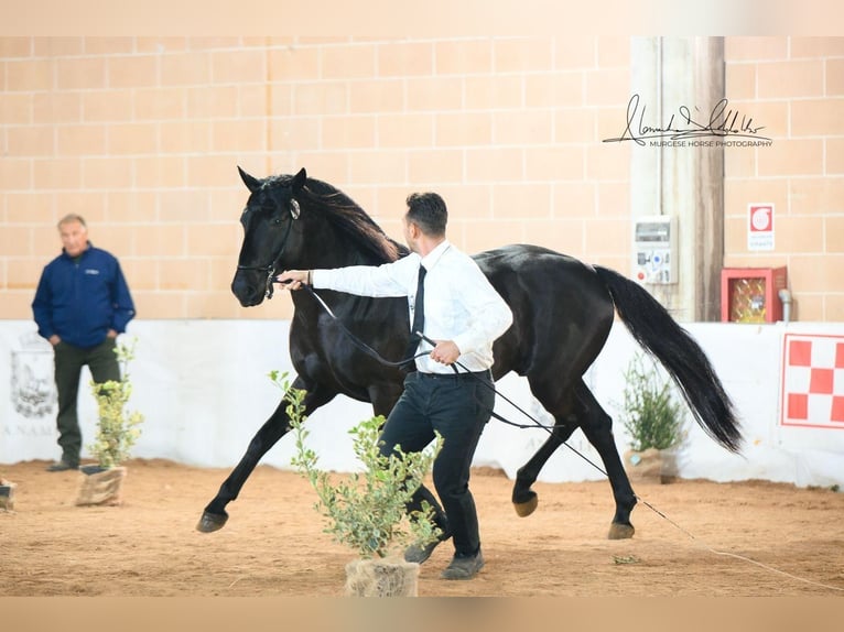 Murgese Ogier 4 lat 155 cm Kara in Martina Franca