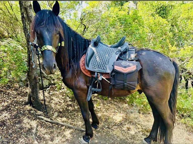 Murgese Ruin 14 Jaar 160 cm Zwart in Bastia