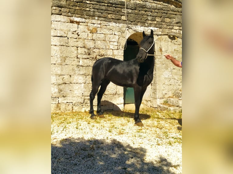 Murgese Ruin 3 Jaar 150 cm Zwart in Martina Franca