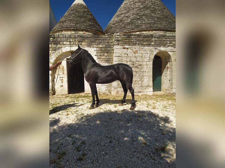 Murgese Ruin 3 Jaar 150 cm Zwart in Martina Franca