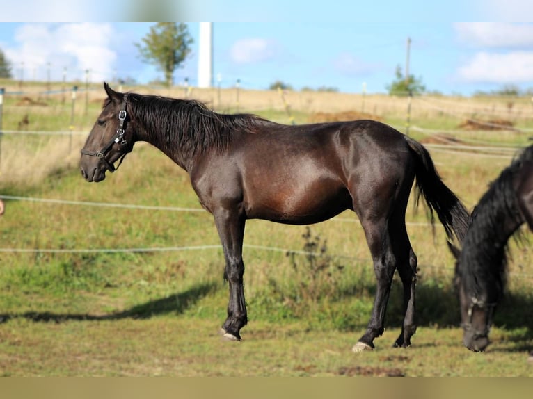 Murgese Ruin 3 Jaar 163 cm Zwart in Wahlenau