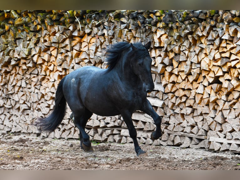 Murgese Ruin 5 Jaar 157 cm Roan-Blue in Martina Franca