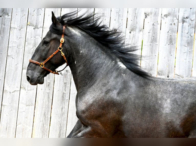 Murgese Ruin 5 Jaar 157 cm Roan-Blue in Martina Franca