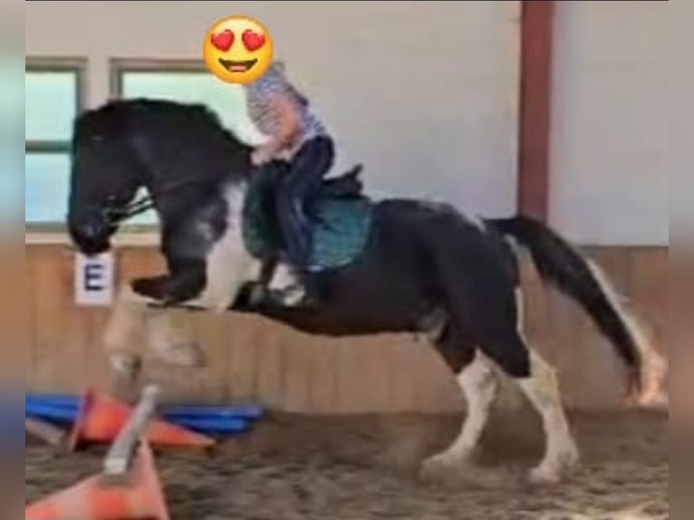 Murgese Mix Ruin 6 Jaar 152 cm Gevlekt-paard in Waake