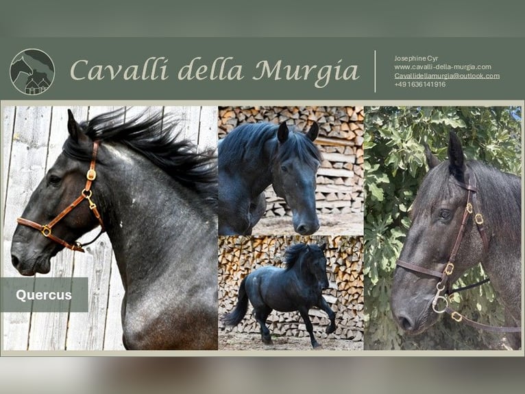 Murgese Ruin 6 Jaar 157 cm Roan-Blue in Martina Franca