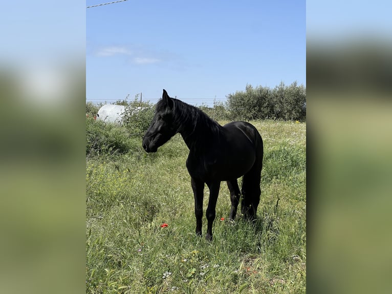 Murgese Ruin 6 Jaar 163 cm Zwart in Martina Franca