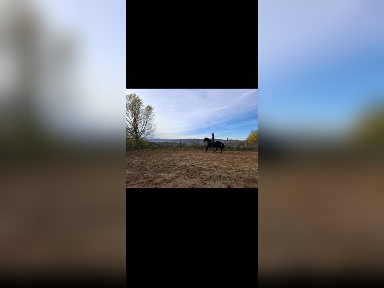 Murgese Ruin 7 Jaar 160 cm Zwart in Kleinwallstadt