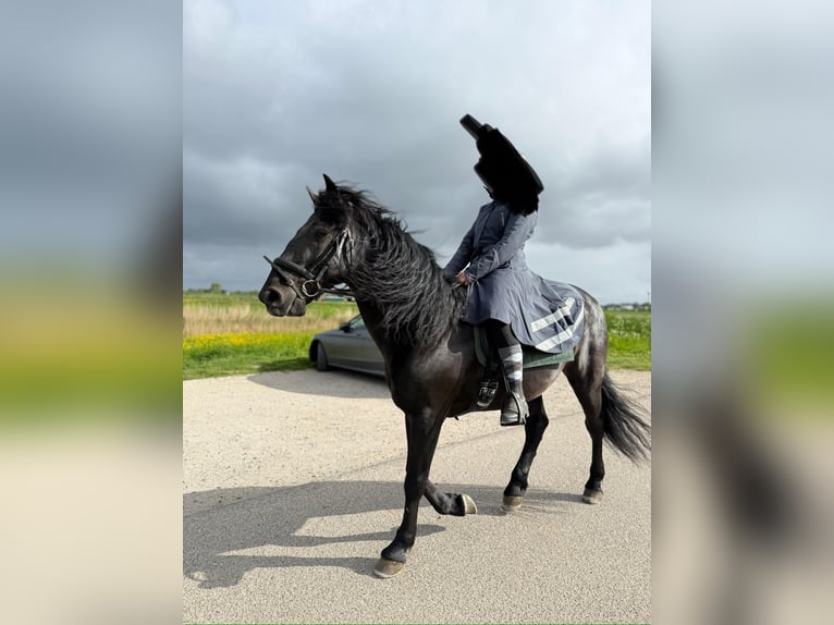 Murgese Ruin 7 Jaar 163 cm Zwart in Twisk