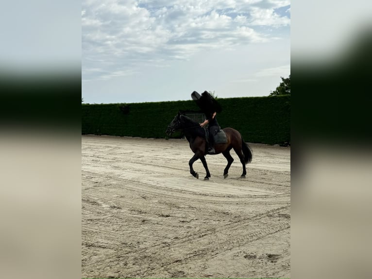 Murgese Ruin 7 Jaar 163 cm Zwart in Twisk