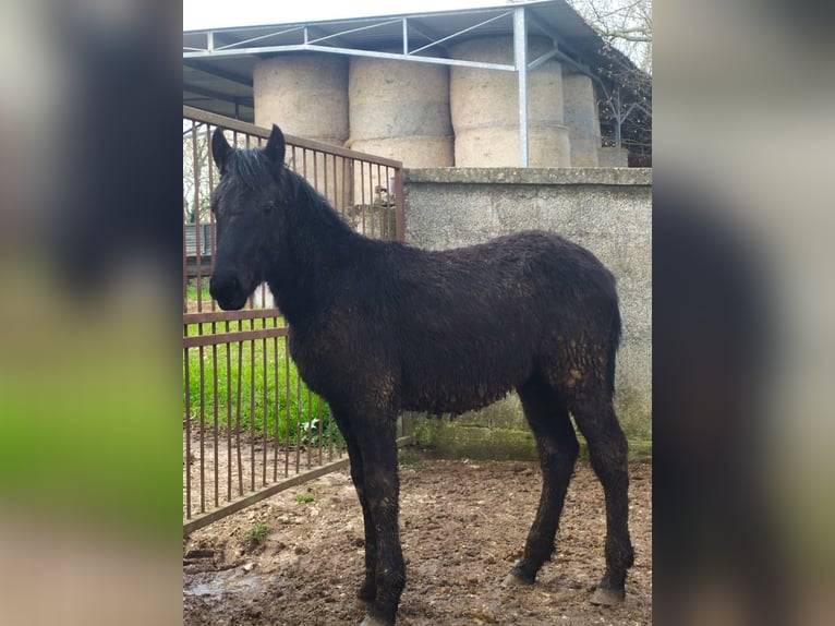 Murgese Stallion 1 year Black in Martina Franca