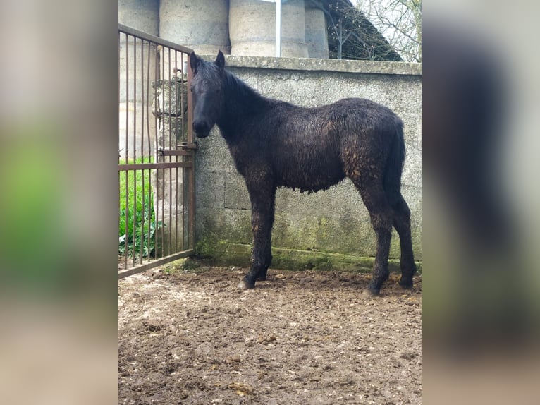 Murgese Stallion 1 year Black in Martina Franca