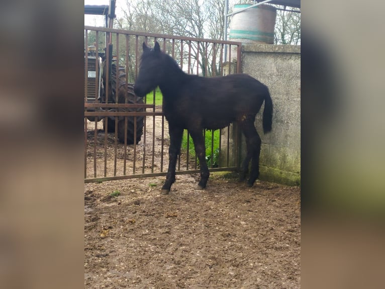 Murgese Stallion 1 year Black in Martina Franca