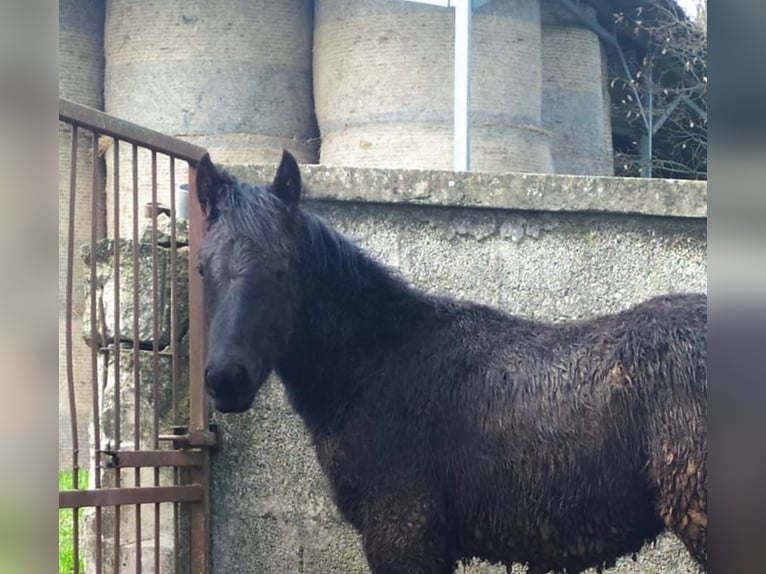 Murgese Stallion 1 year Black in Martina Franca