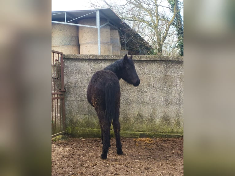 Murgese Stallion 1 year Black in Martina Franca