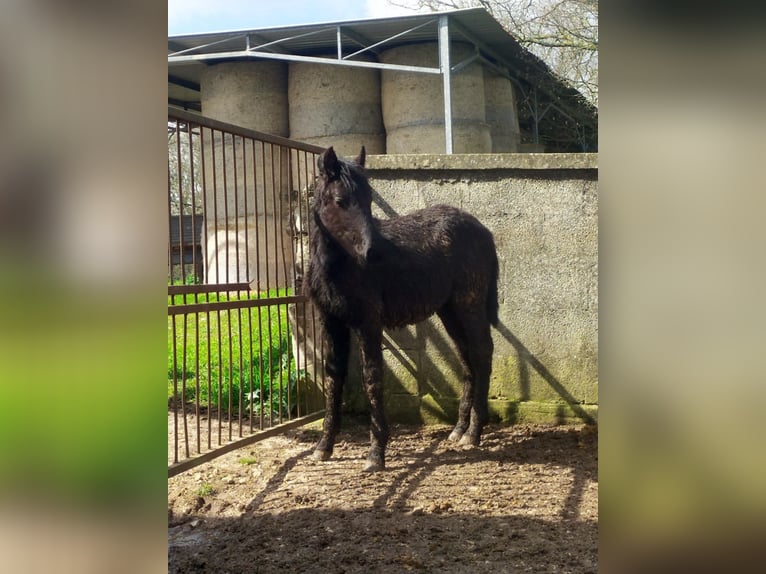 Murgese Stallion 1 year Black in Martina Franca
