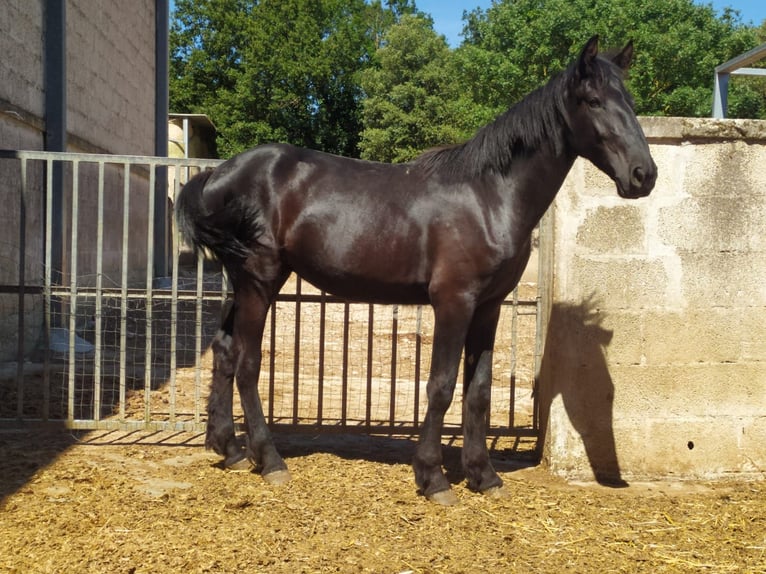 Murgese Stallion 2 years 15.1 hh Black in Martina Franca