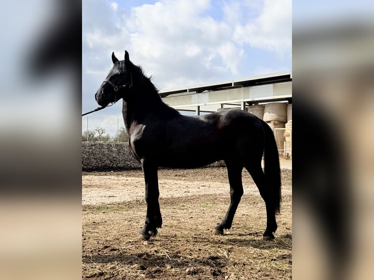 Murgese Stallion 2 years 15.1 hh Black in Noci,  Bari