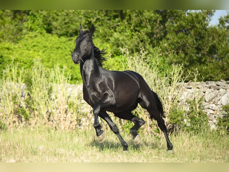Murgese Stallion 2 years 15.2 hh Black in Noci
