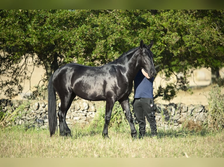 Murgese Stallion 2 years 15.2 hh Black in Noci