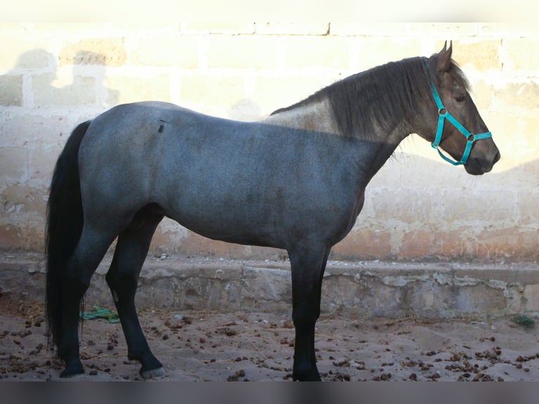 Murgese Stallion 2 years 15.2 hh  in Avetrana