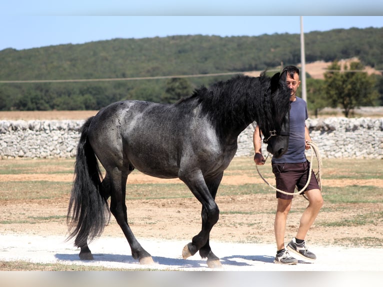 Murgese Stallion 2 years 15.2 hh Roan-Blue in Martina Franca