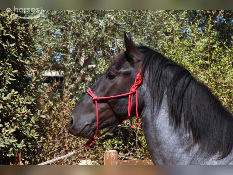 Murgese Stallion 2 years 15.2 hh Roan-Blue in Martina Franca