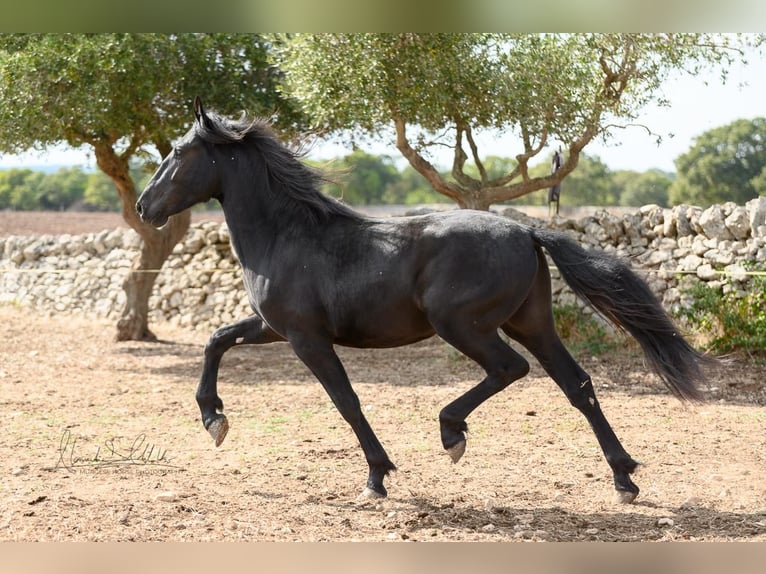 Murgese Stallion 2 years 15 hh Black in Martina Franca