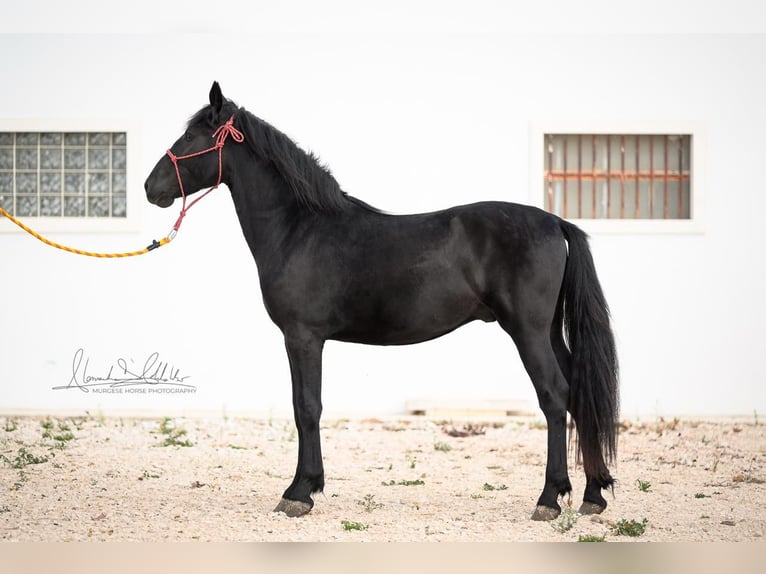 Murgese Stallion 2 years 15 hh Black in Martina Franca