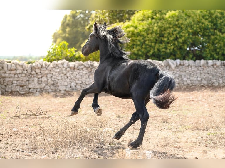 Murgese Stallion 2 years 15 hh Black in Martina Franca