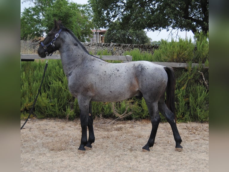 Murgese Stallion 2 years 15 hh Roan-Blue in Murgia