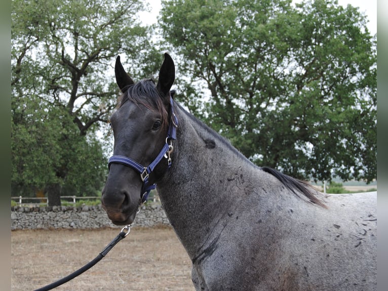 Murgese Stallion 2 years 15 hh Roan-Blue in Murgia