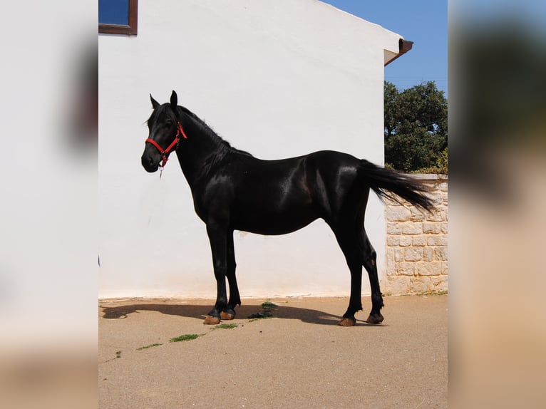 Murgese Stallion 2 years 15,1 hh Black in Murgia