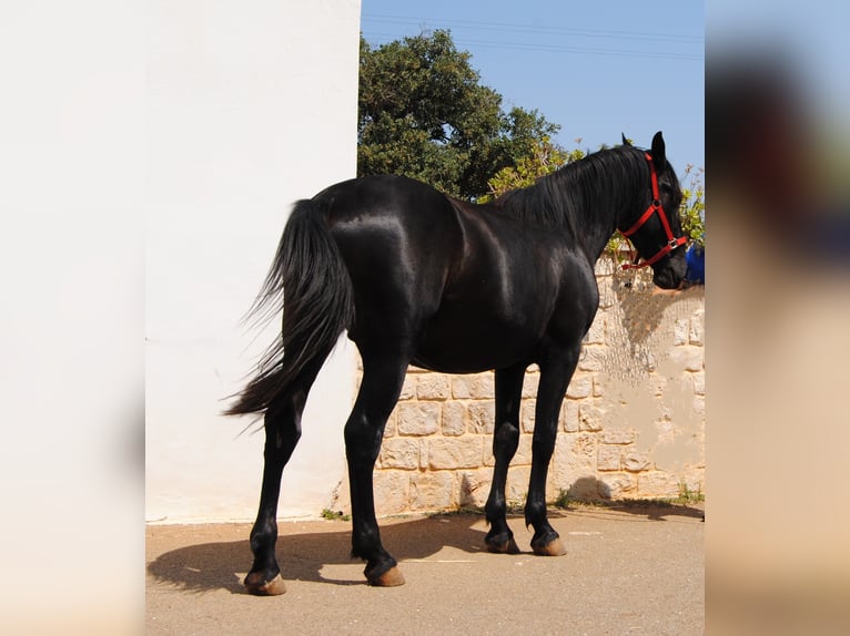Murgese Stallion 2 years 15,1 hh Black in Murgia